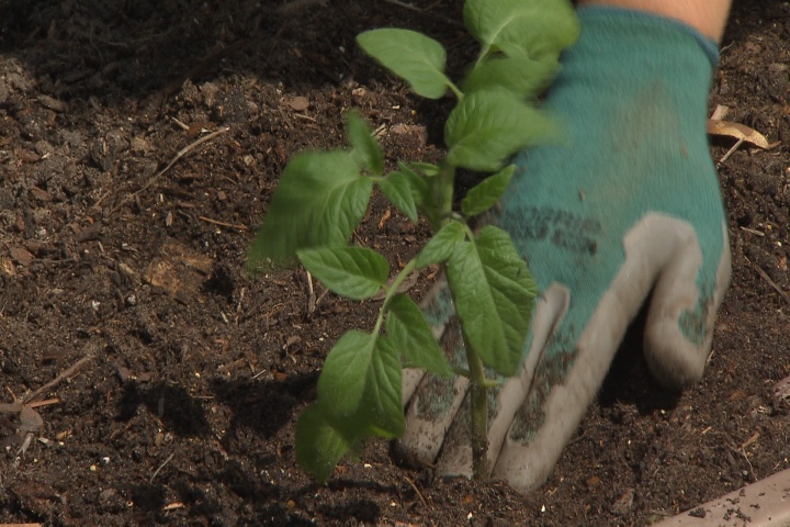 Time to plant spring vegetable garden